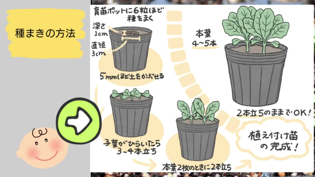 白菜をポットに種まきして間引きながら育苗する流れ