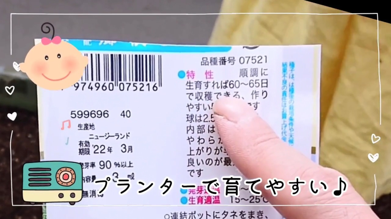 早生品種の白菜の種袋