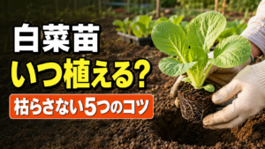 白菜苗をいつ植えるかと枯らさない5つのコツを示すアイキャッチ