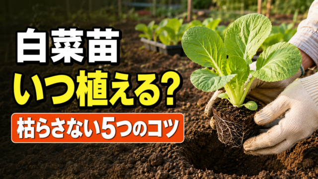 白菜苗をいつ植えるかと枯らさない5つのコツを示すアイキャッチ