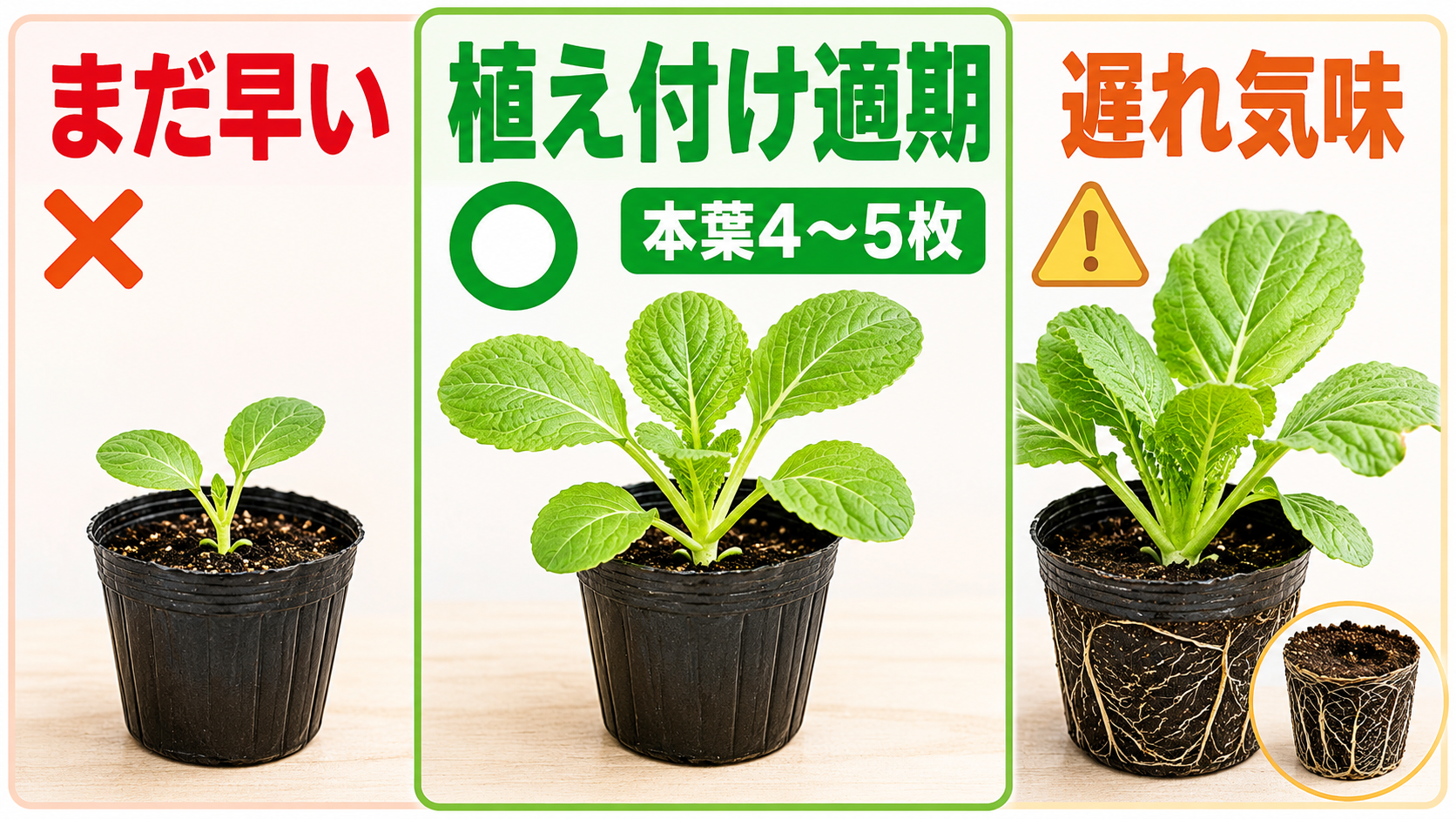 白菜苗の植え付け時期を本葉と根回りで比較した図