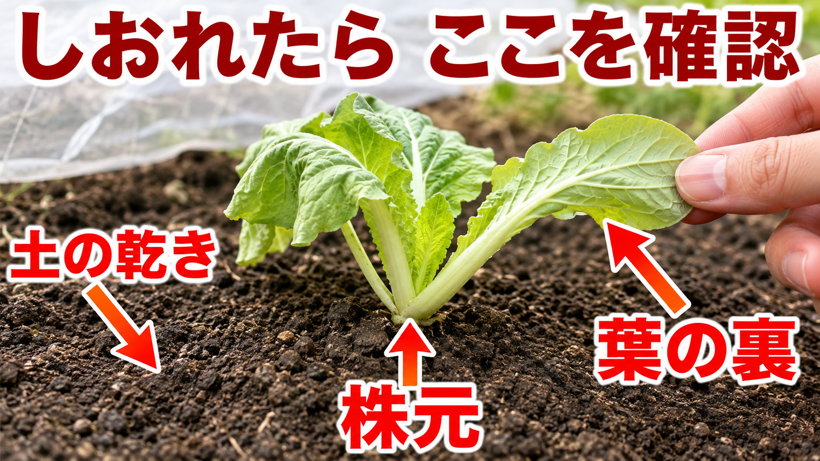 白菜苗がしおれた時に土の乾き・株元・葉の裏を確認する図