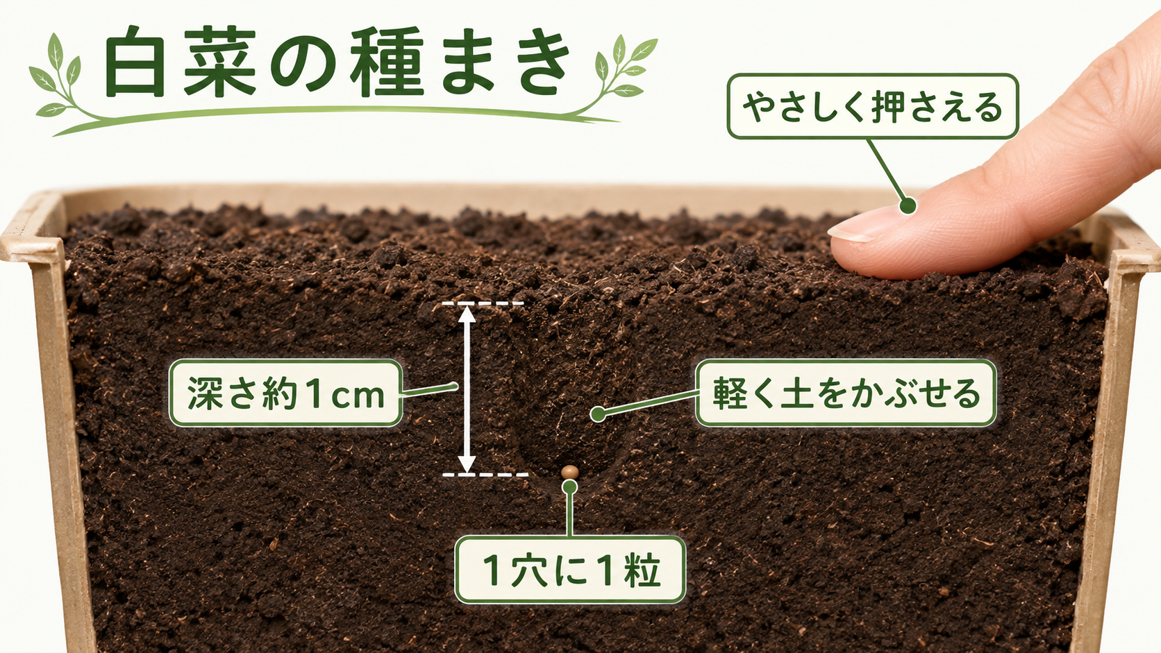 白菜の種を深さ約1cmへまく断面図
