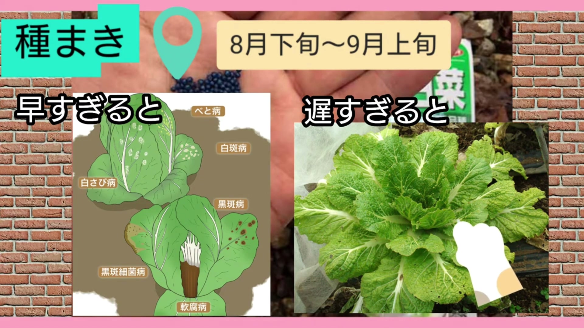 白菜の種まきが早すぎる場合と遅すぎる場合