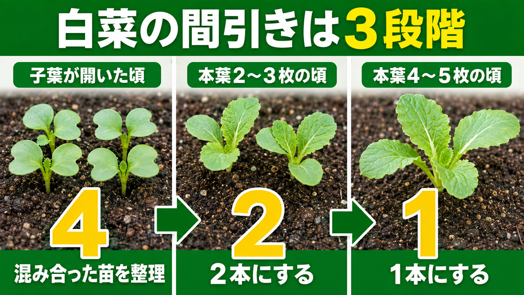 白菜を4株から2株、1株へ段階的に間引く時期の図解