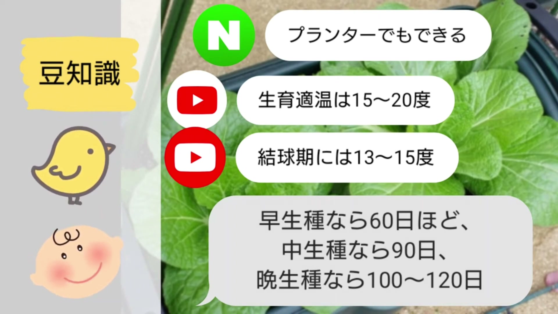 白菜の早生種と中生種と晩生種の栽培日数