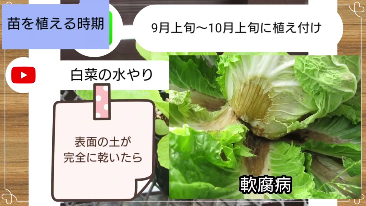 白菜は土の表面が乾いてから水やりして軟腐病を防ぐ
