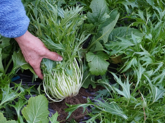 家庭菜園で育った水菜を収穫する様子