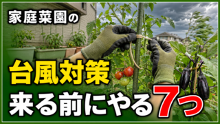 家庭菜園の台風対策と来る前にやる7つを紹介するアイキャッチ