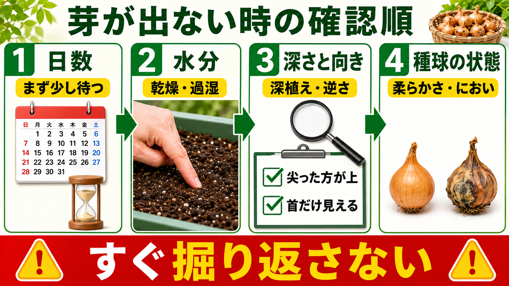 ホームタマネギの芽が出ない時に日数、水分、深さ、向き、球の状態を確認する図