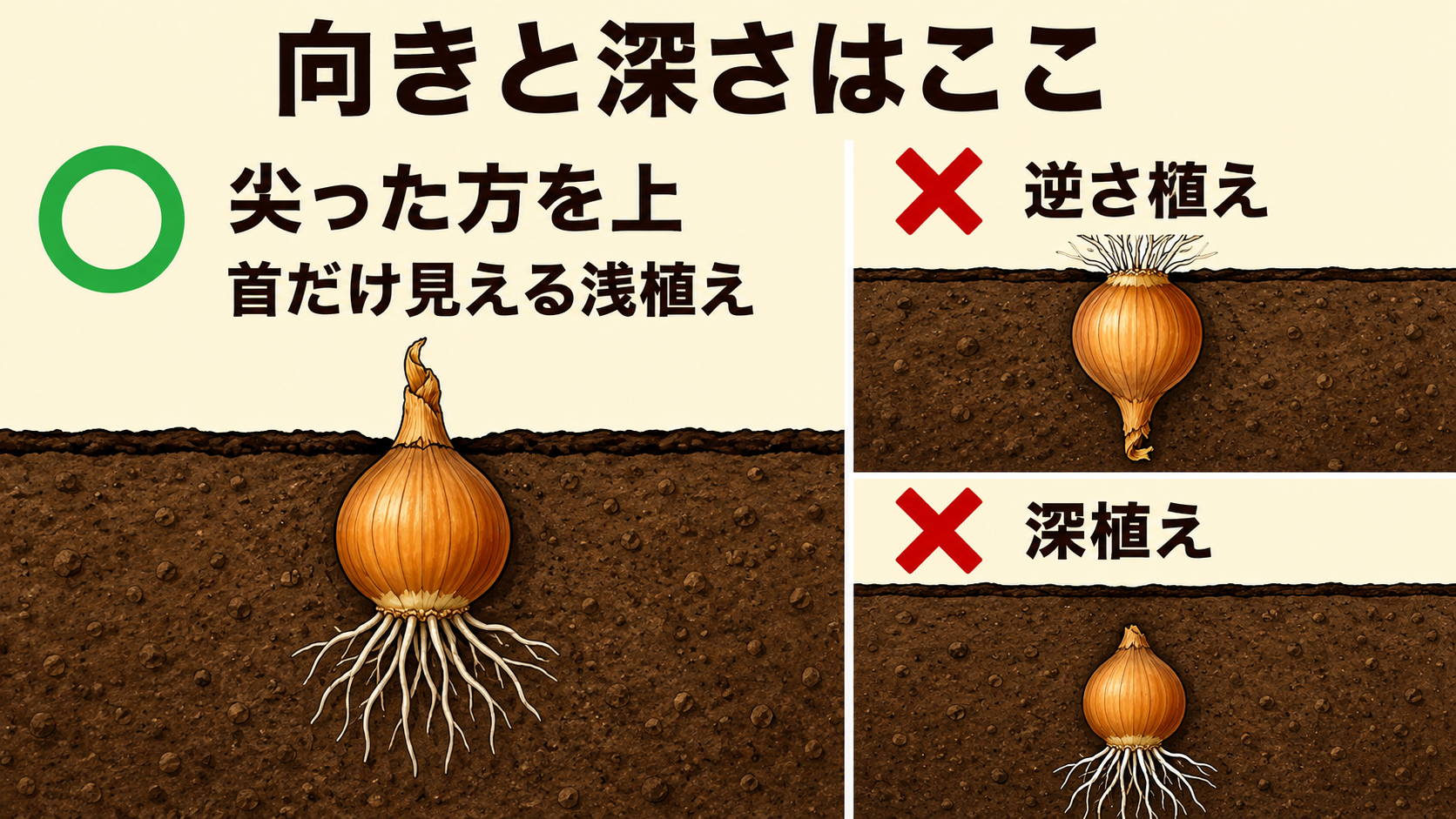 ホームタマネギの正しい向きと浅植え、深植え、逆さ植えを比較した図