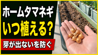 ホームタマネギはいつ植えるかと芽が出ない失敗を防ぐ方法を紹介するアイキャッチ