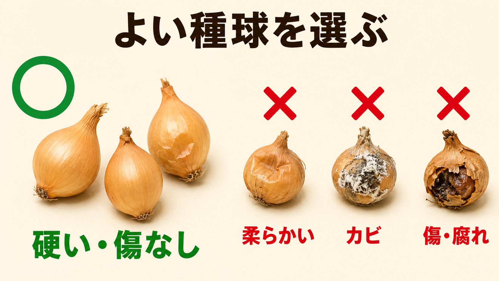 ホームタマネギのよいセット球と柔らかい球やカビのある球を比較した図