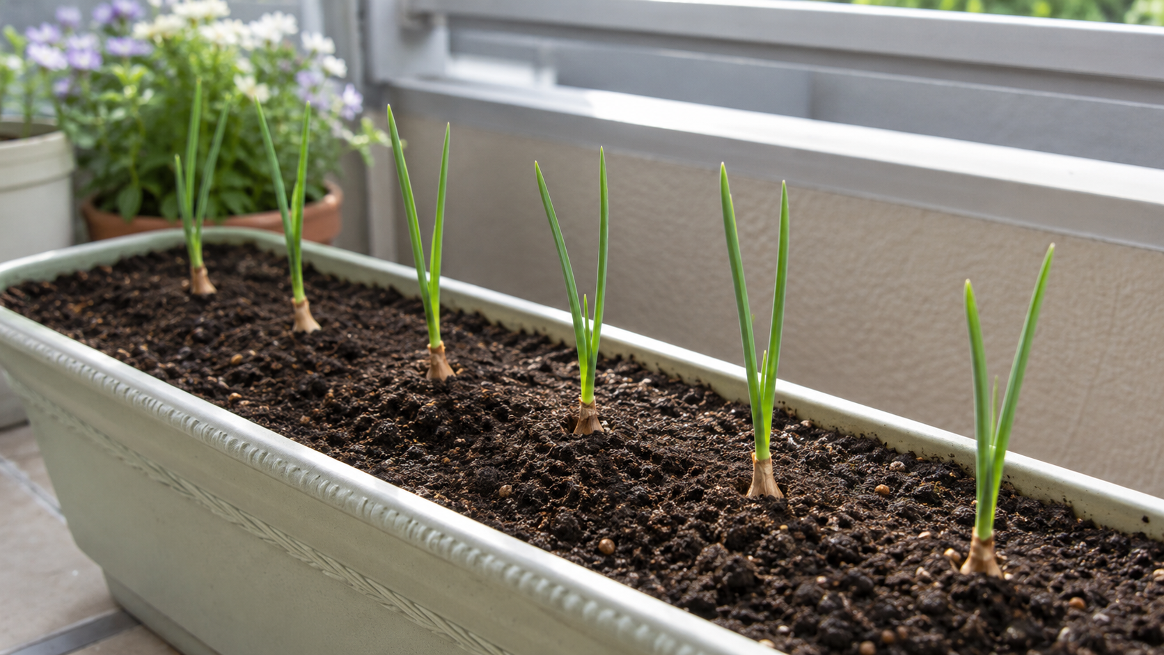 プランターに植えたホームタマネギのセット球から若い芽が出た様子