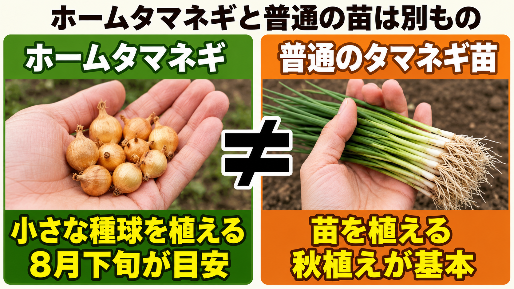 ホームタマネギのセット球と普通のタマネギ苗の違いを比較した図