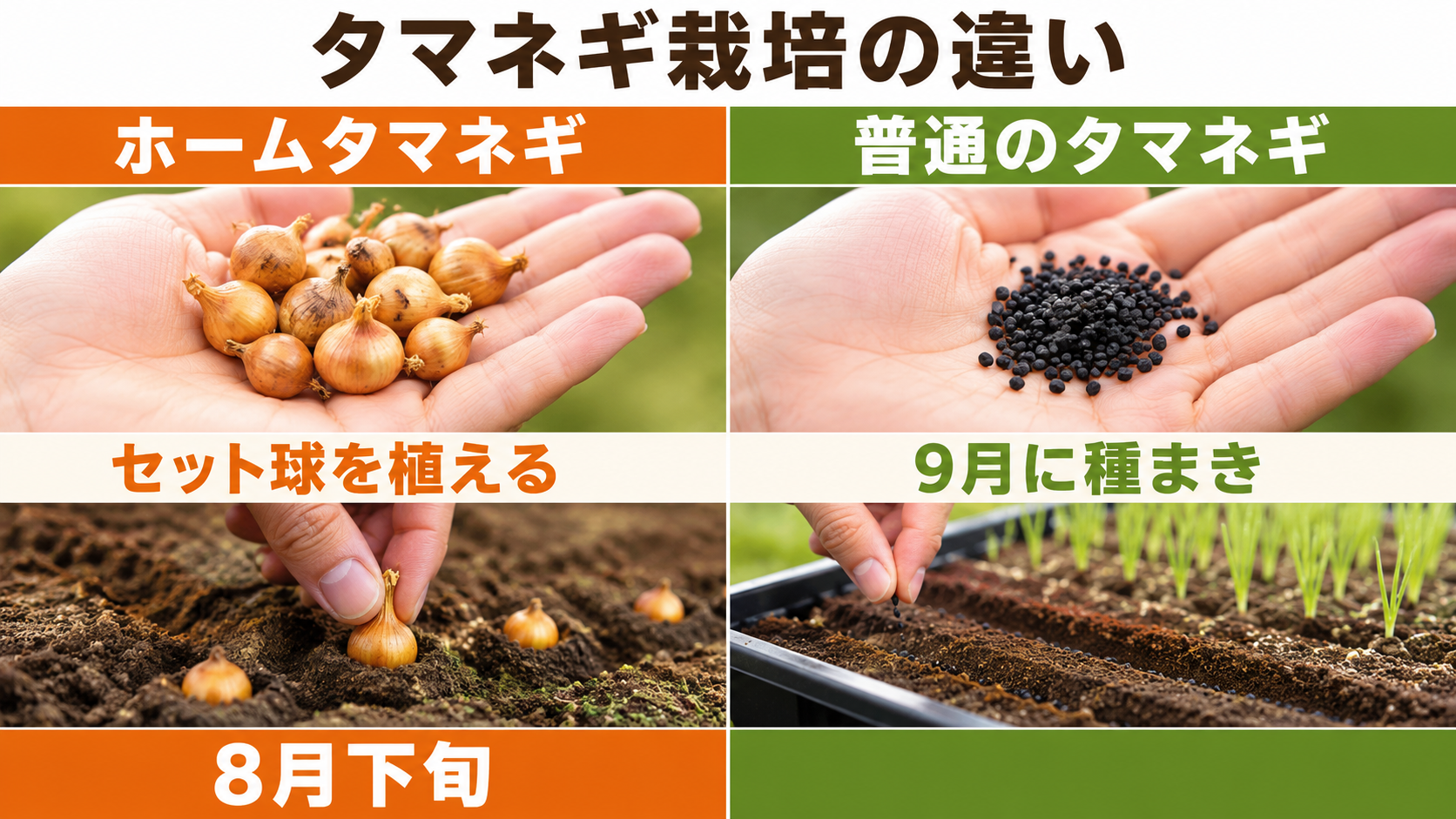 ホームタマネギの小球植えとタマネギの種まきの違い