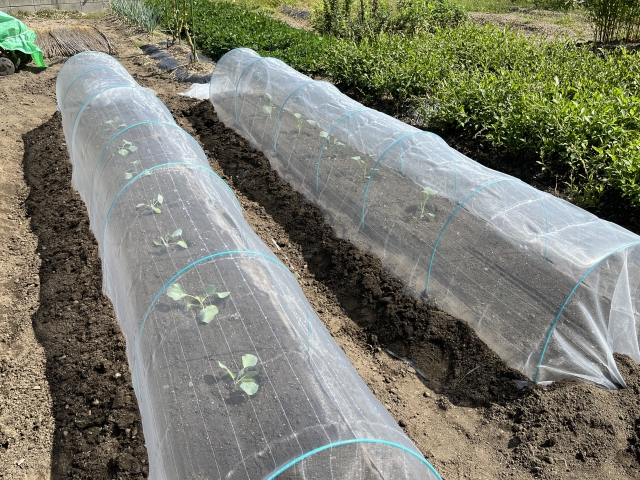 防虫ネットのトンネルで害虫から守られた秋冬野菜の若苗