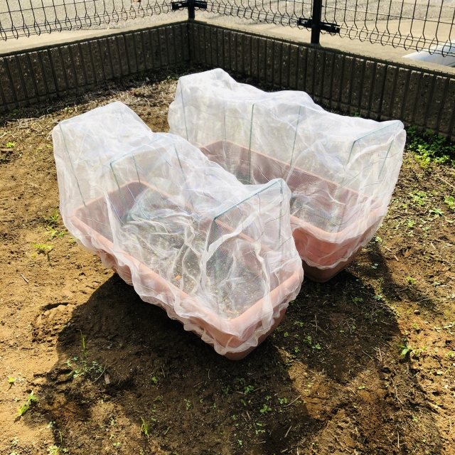家庭菜園のプランターを防虫ネットで覆った様子