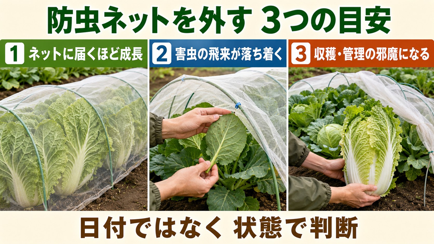 防虫ネットを外す時期を判断する3つの目安