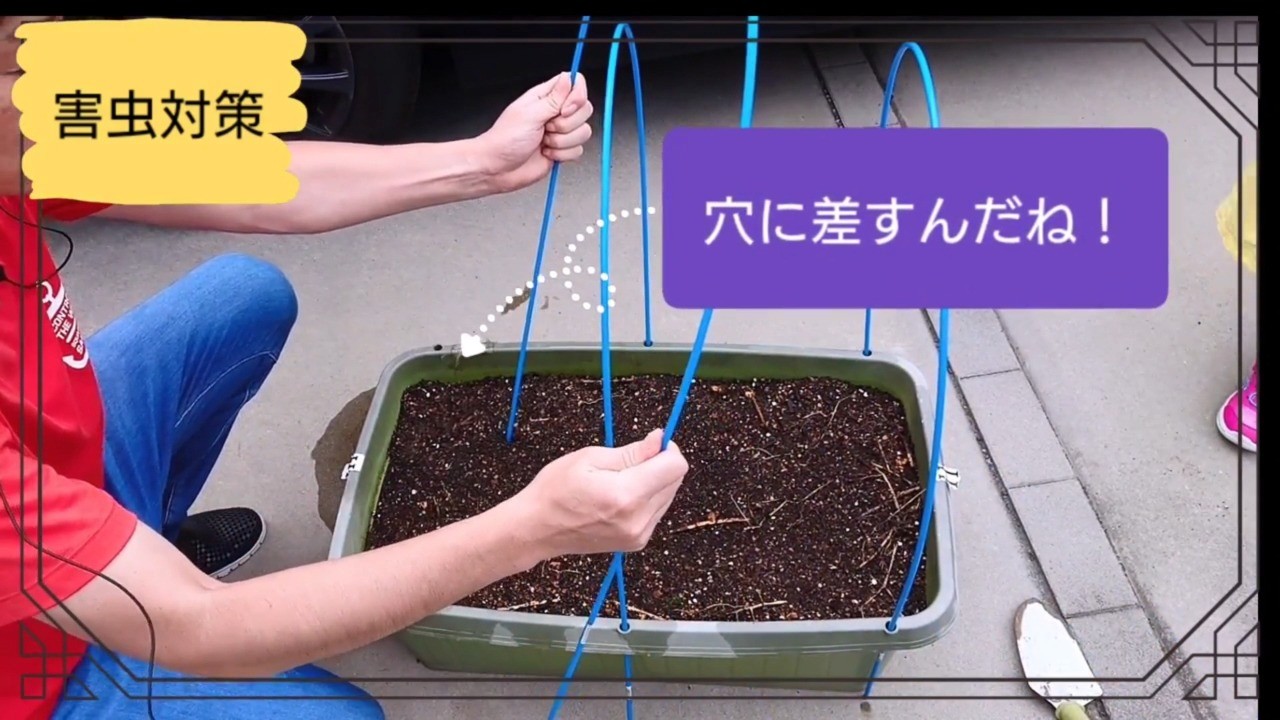 白菜のプランターへ防虫ネット用の曲がる支柱を取り付ける様子