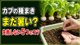 カブの種まきはまだ暑いか迷う方へ失敗しない5つのコツを示すアイキャッチ