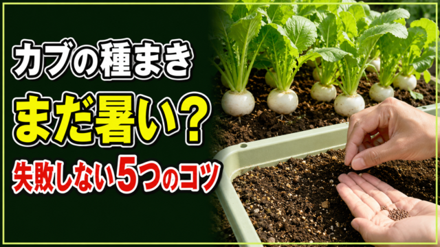 カブの種まきはまだ暑いか迷う方へ失敗しない5つのコツを示すアイキャッチ