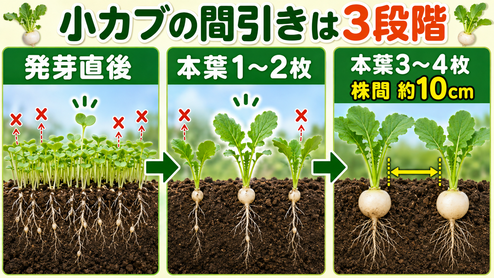 小カブの間引きを発芽直後から本葉3から4枚まで3段階で示す図解