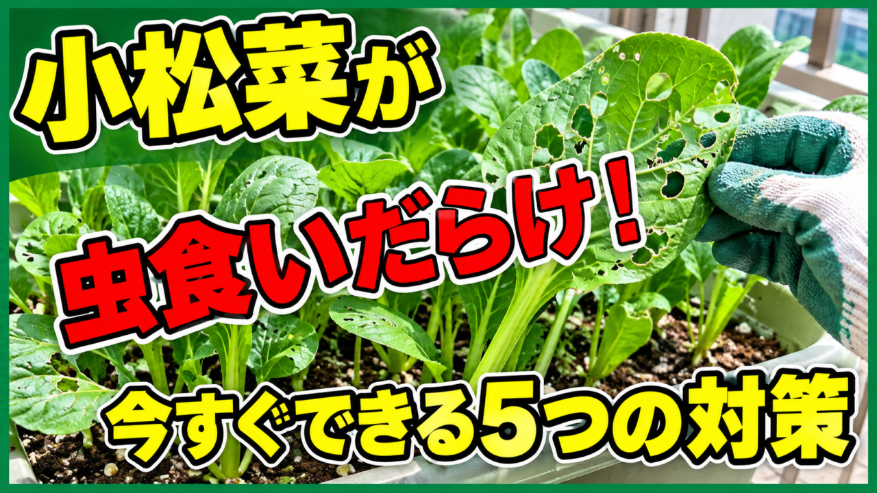 小松菜が虫食いだらけになった時に今すぐできる5つの対策を伝えるアイキャッチ
