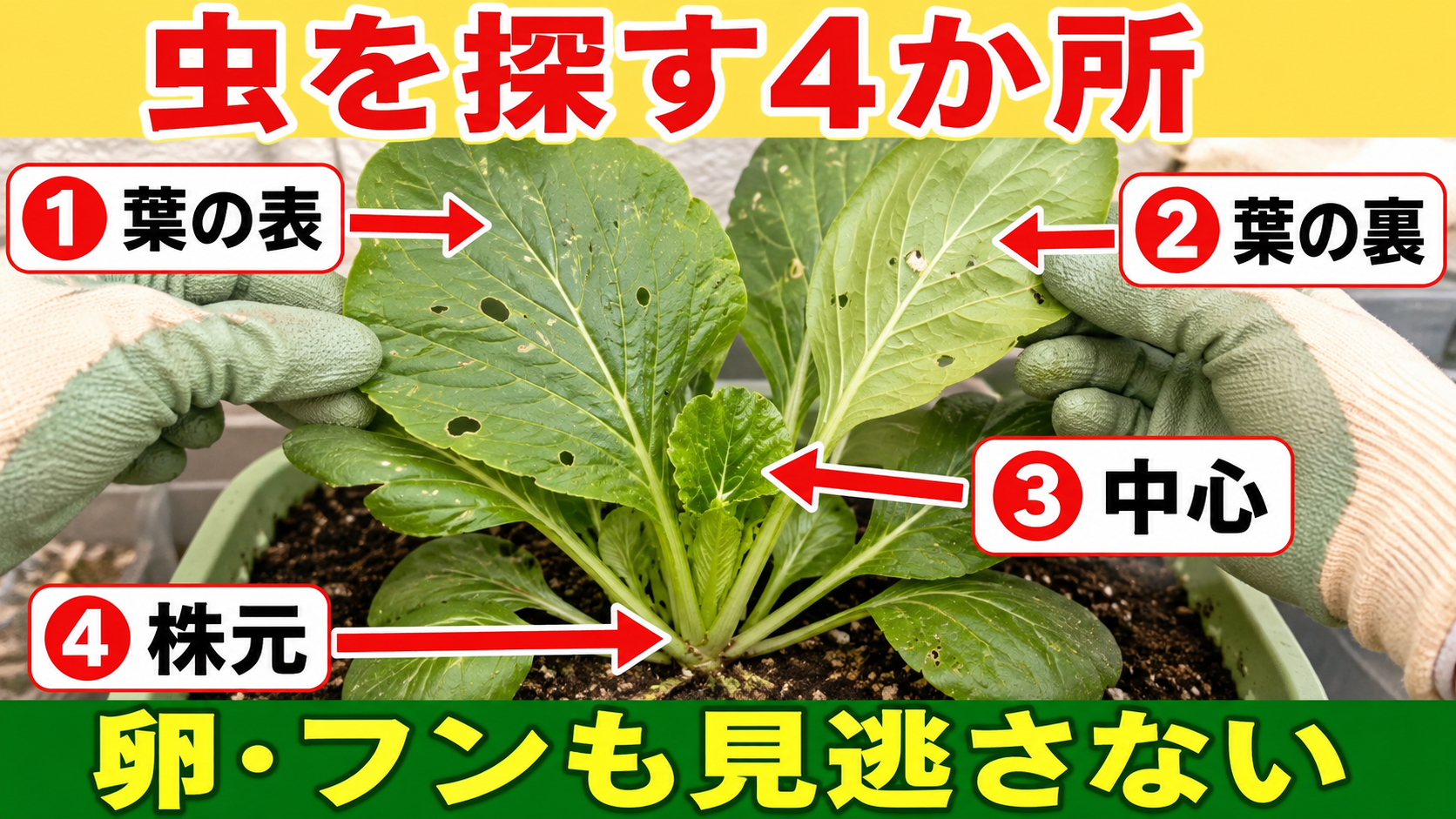 小松菜の葉表、葉裏、中心、株元を確認する4か所