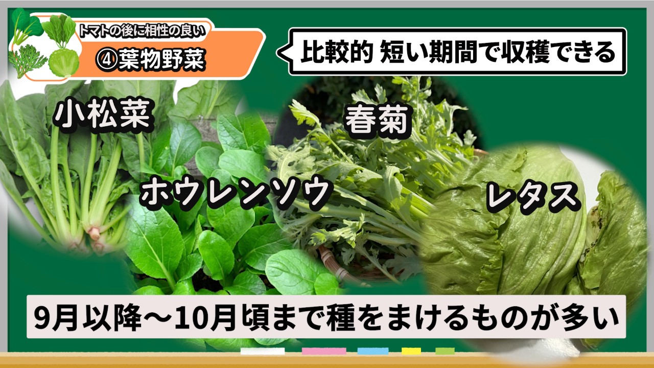 トマトの後作に育てやすい葉物野菜4種類
