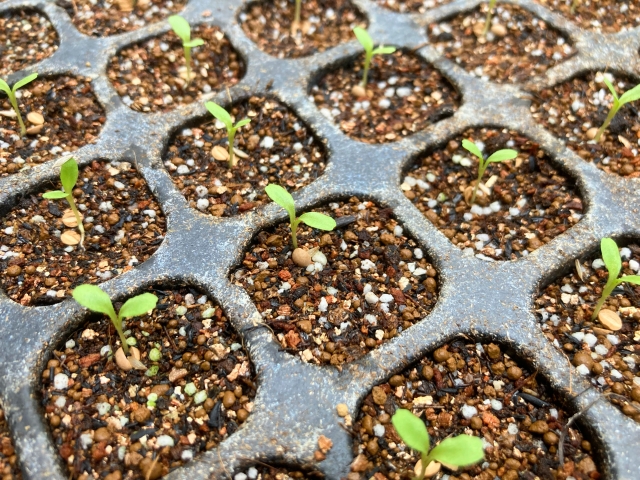 セルトレーでそろって発芽したレタスの芽