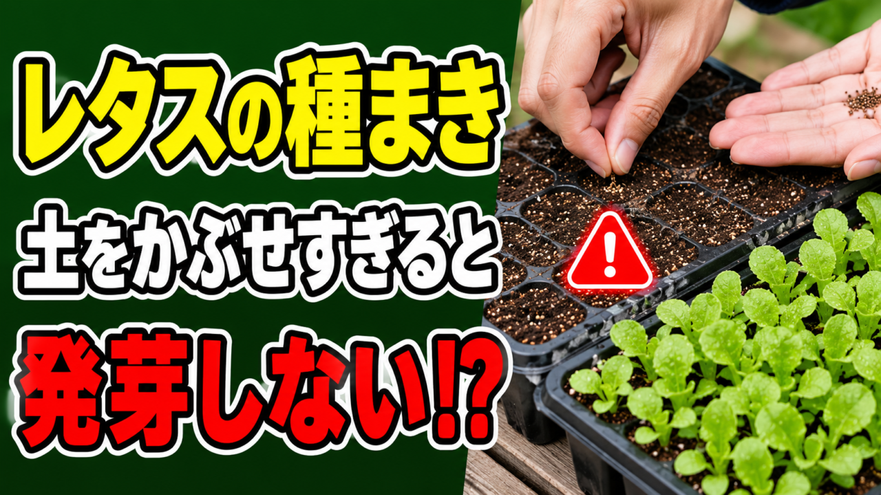 レタスの種まきで土をかぶせすぎると発芽しにくいことを伝えるアイキャッチ