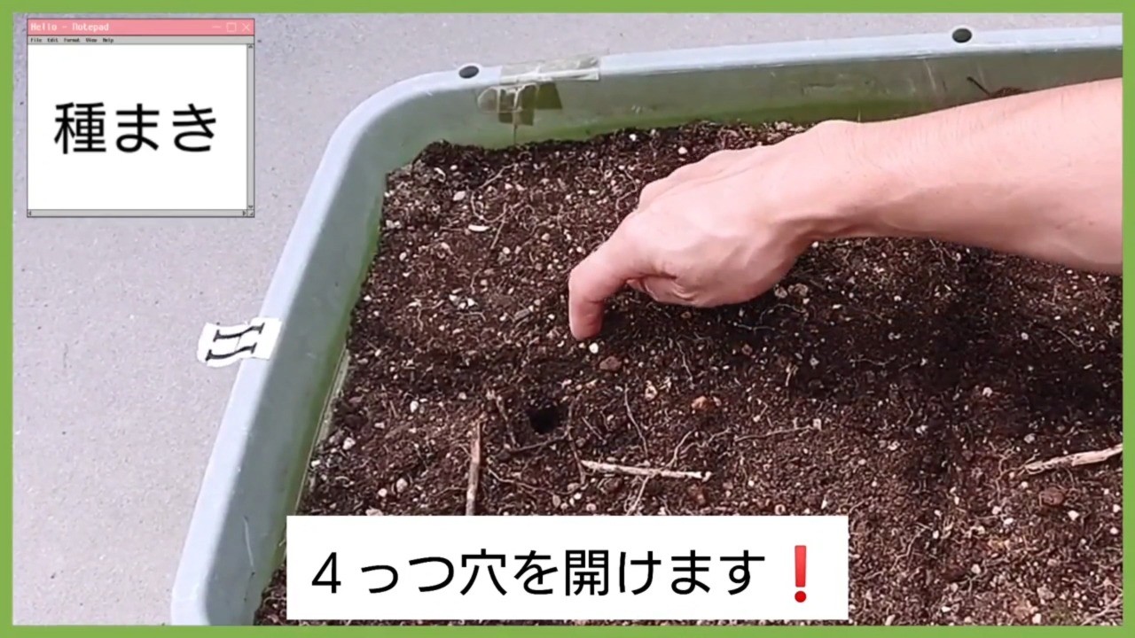 プランターの土へ白菜の種まき用の穴を4つ作る様子