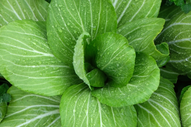 株元がふっくらして収穫時期を迎えたチンゲン菜