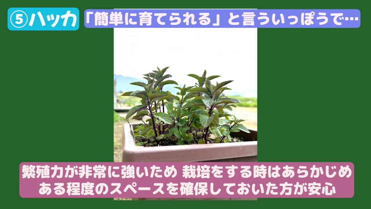 ハッカの栽培写真