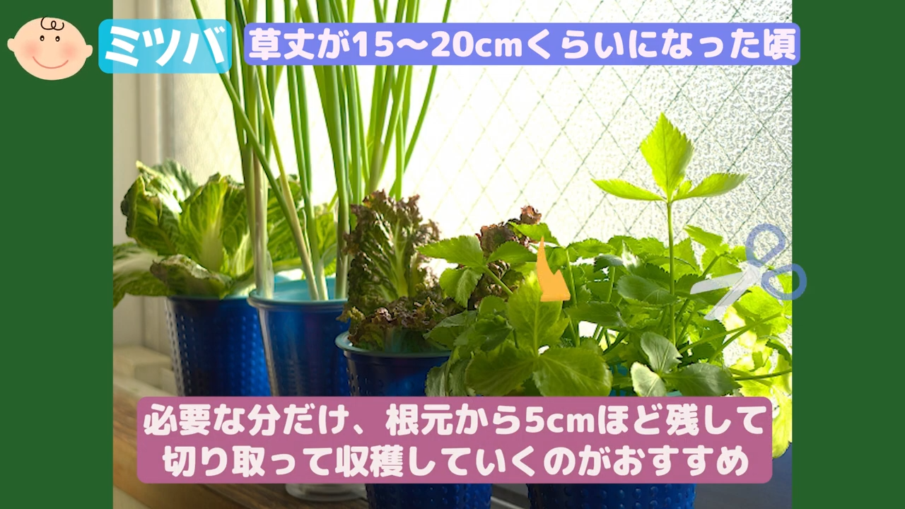 ミツバの栽培写真