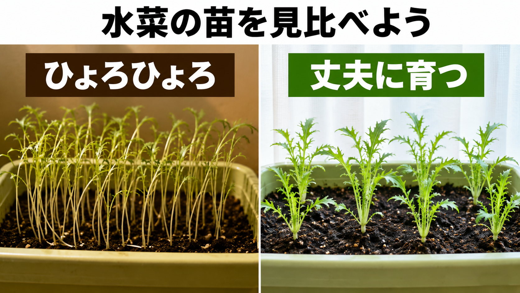 ひょろひょろに徒長した水菜と丈夫な水菜の比較