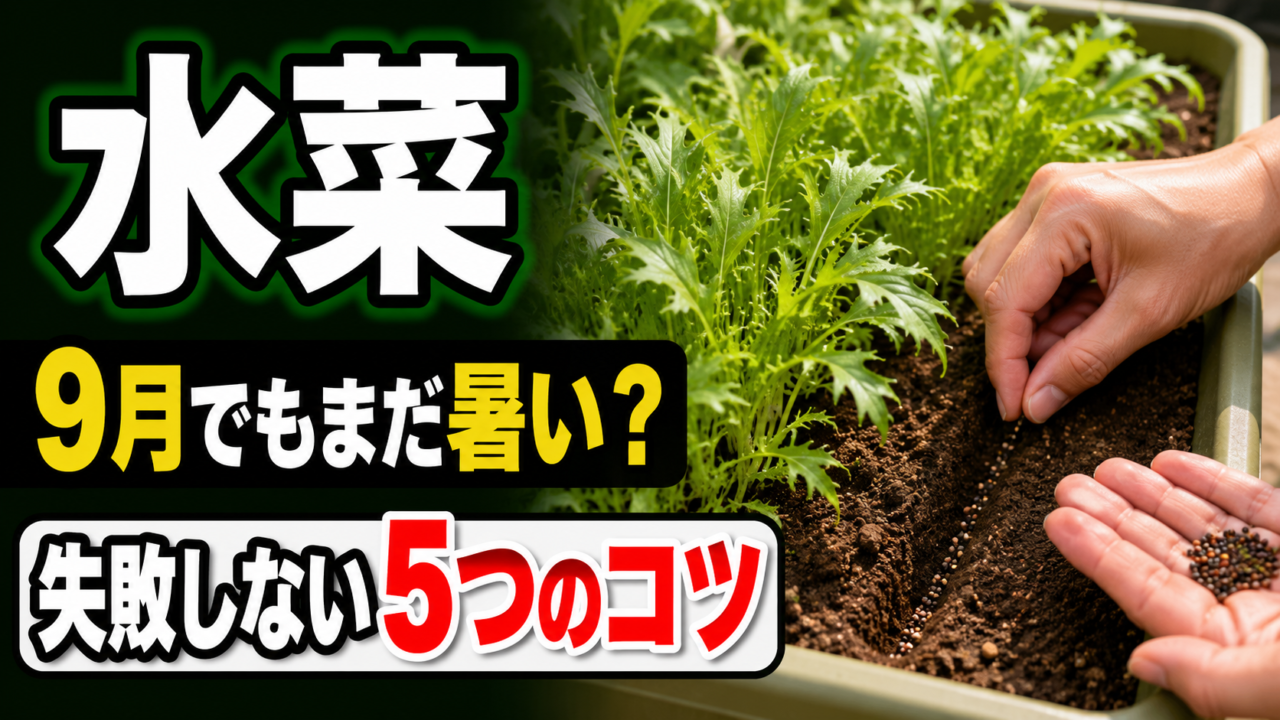 水菜の種まき時期と9月の暑さ対策5つのコツを示すアイキャッチ
