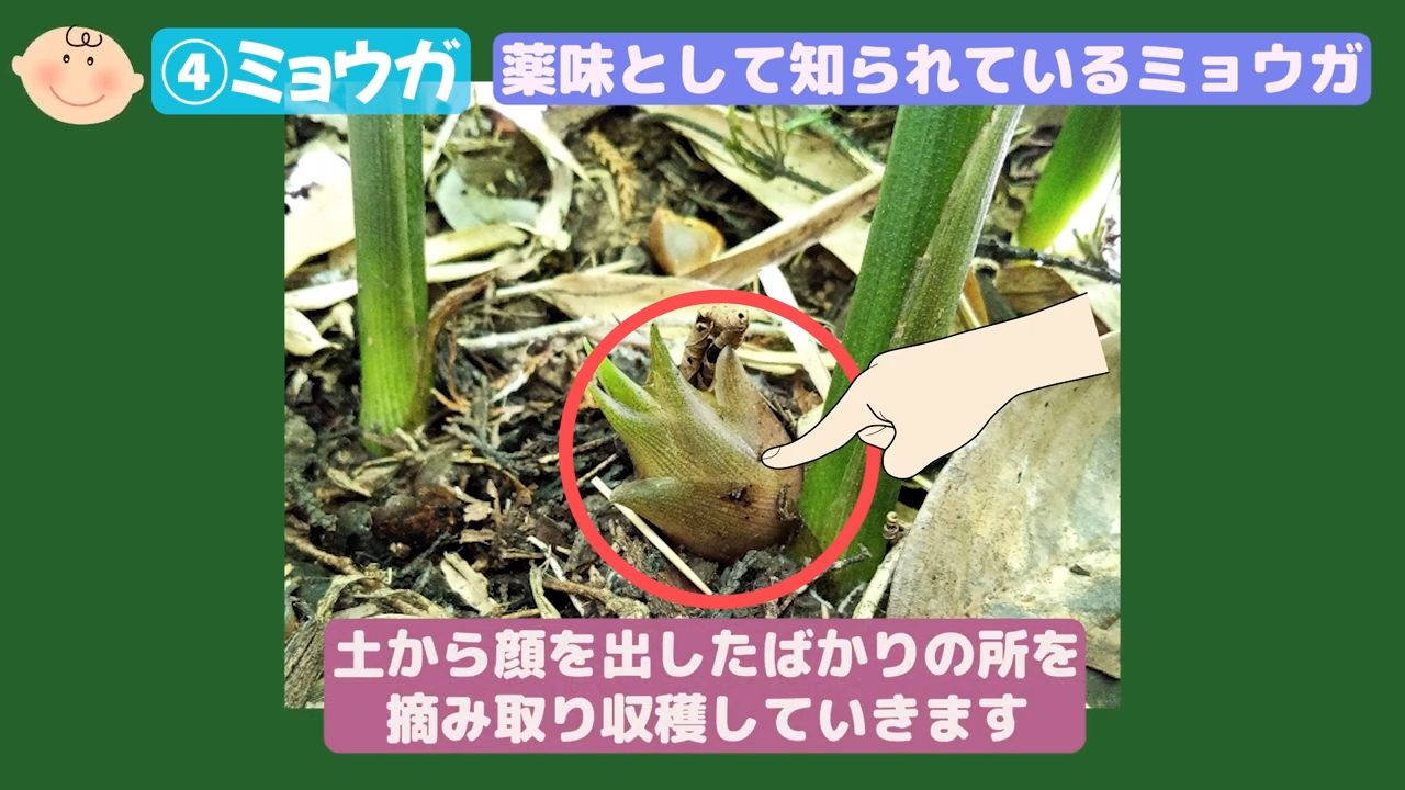 ミョウガの株元から地表へ出た花芽の収穫場所
