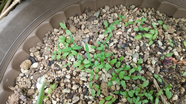 家庭菜園のプランターでそろって発芽した野菜の若苗