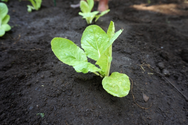 畑へ植え付けた直後の小さな白菜苗