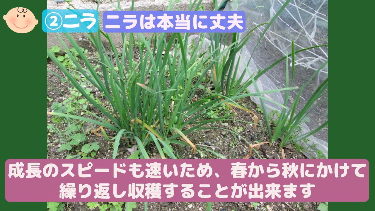 ニラの栽培写真