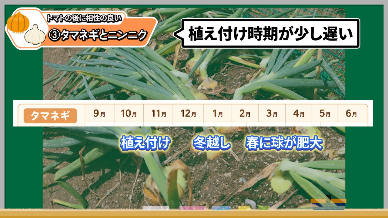 トマトの後作に植えるタマネギの植え付け時期