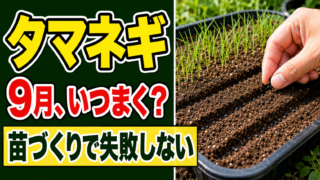 タマネギの9月の種まきと苗づくりで失敗しないポイントを示すアイキャッチ