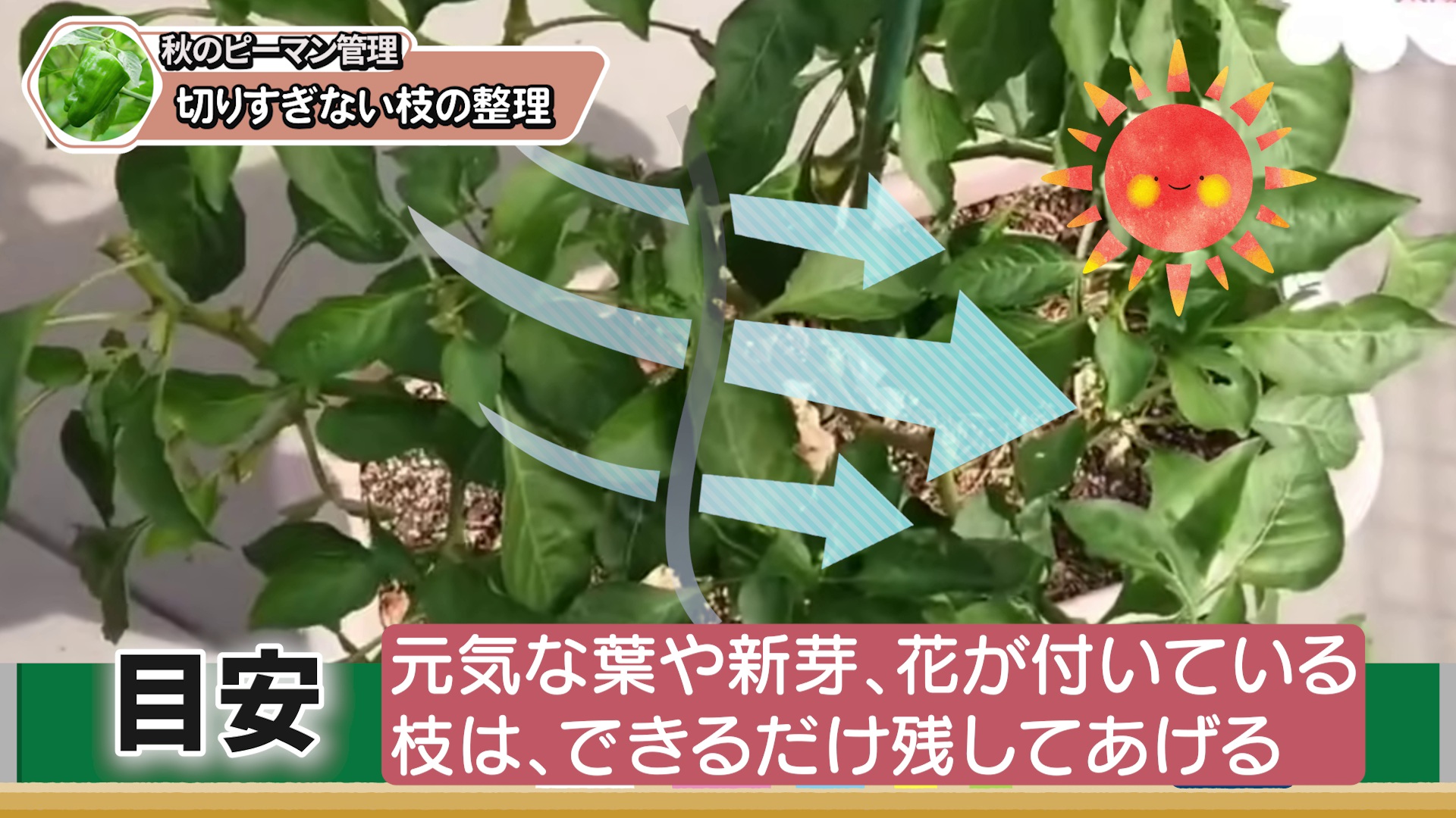 ピーマンの元気な葉や新芽や花がある枝を残す目安