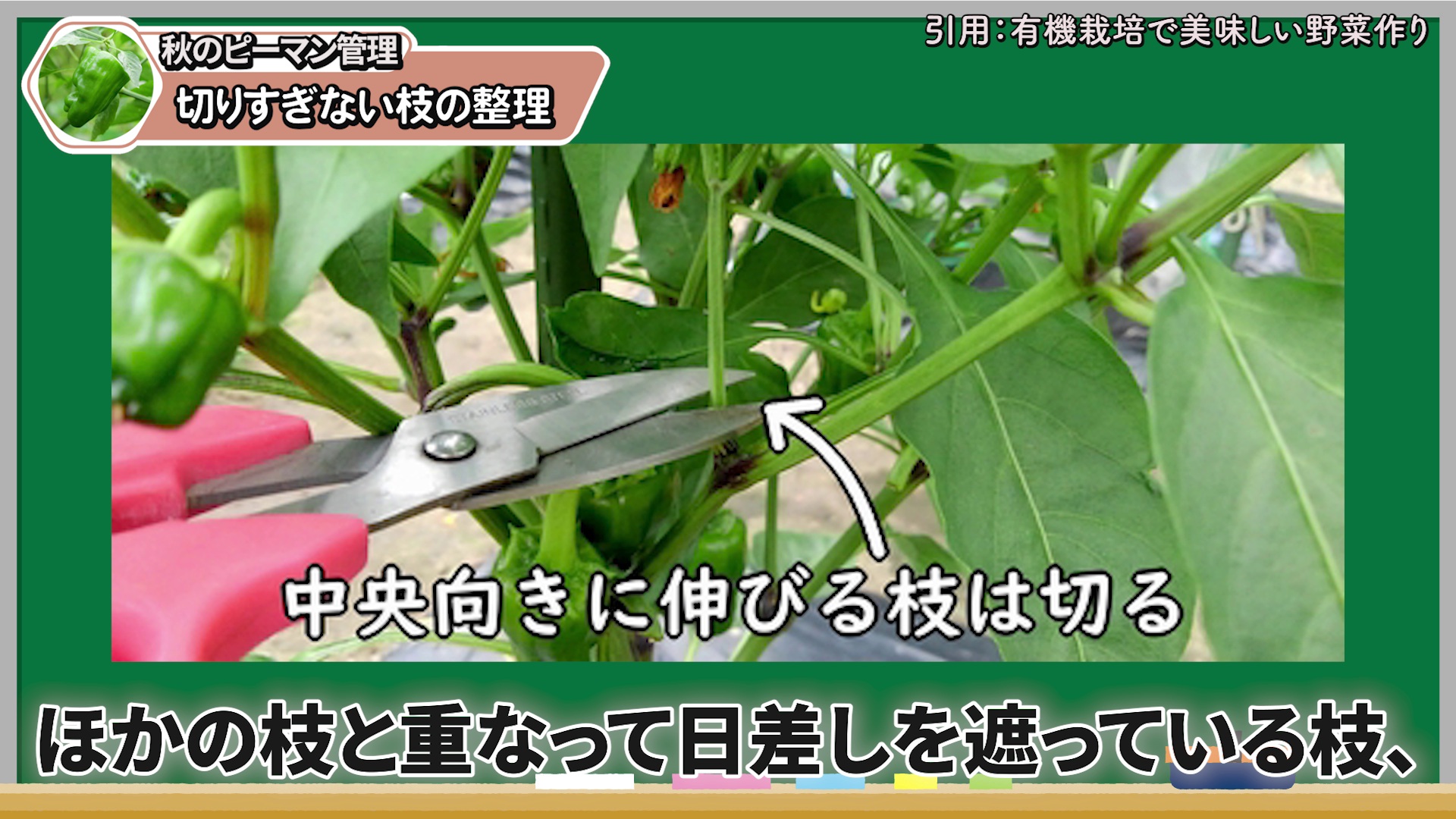 ピーマンの中央向きや重なって日差しを遮る枝を切る例