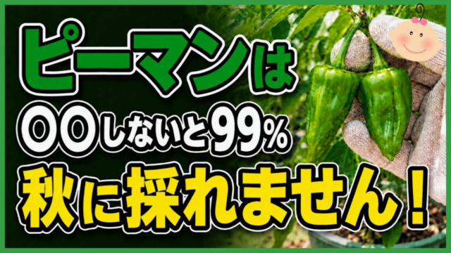 ピーマンを秋まで収穫するための管理を伝えるアイキャッチ