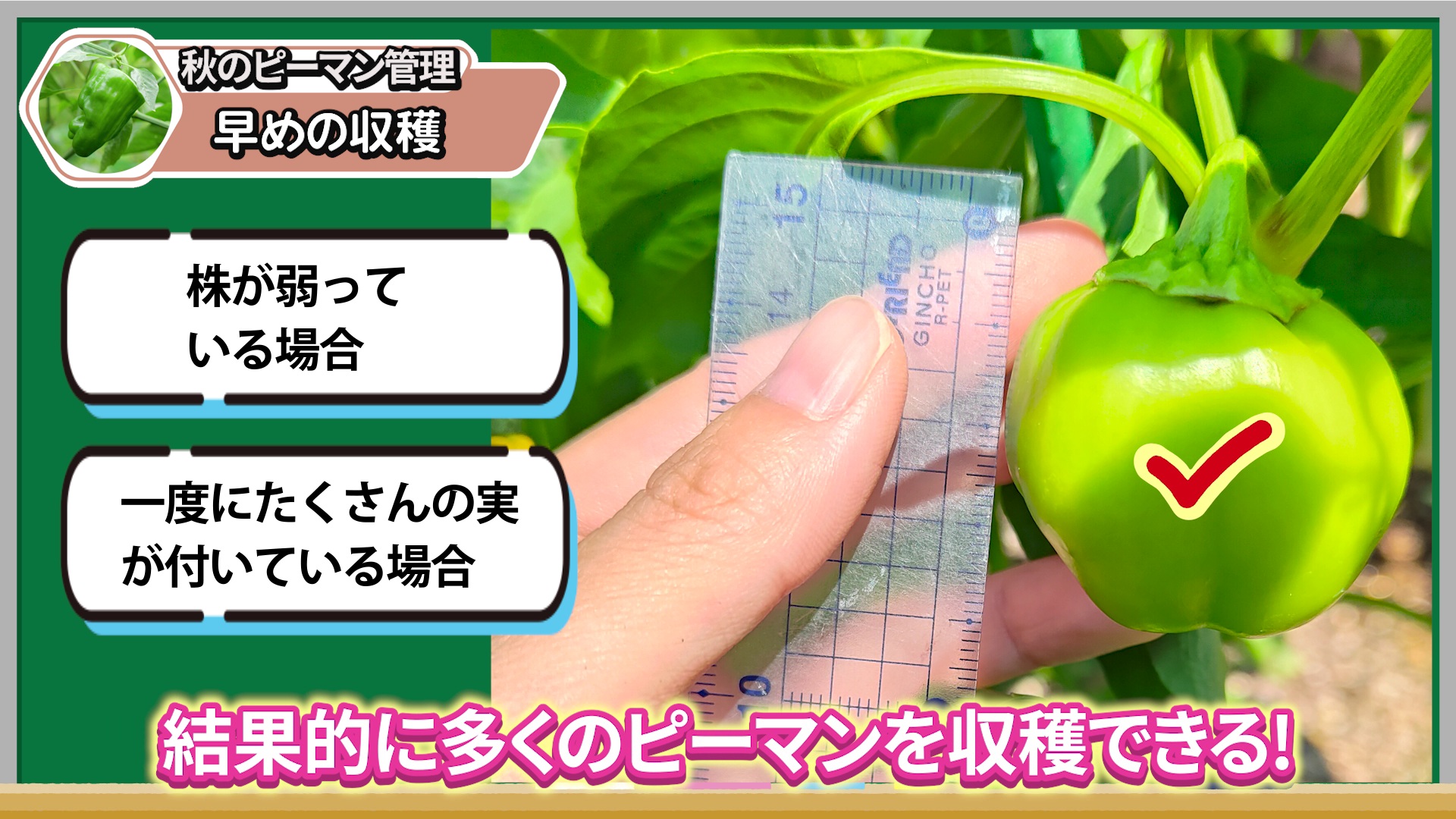秋のピーマンを早めに収穫する大きさの目安
