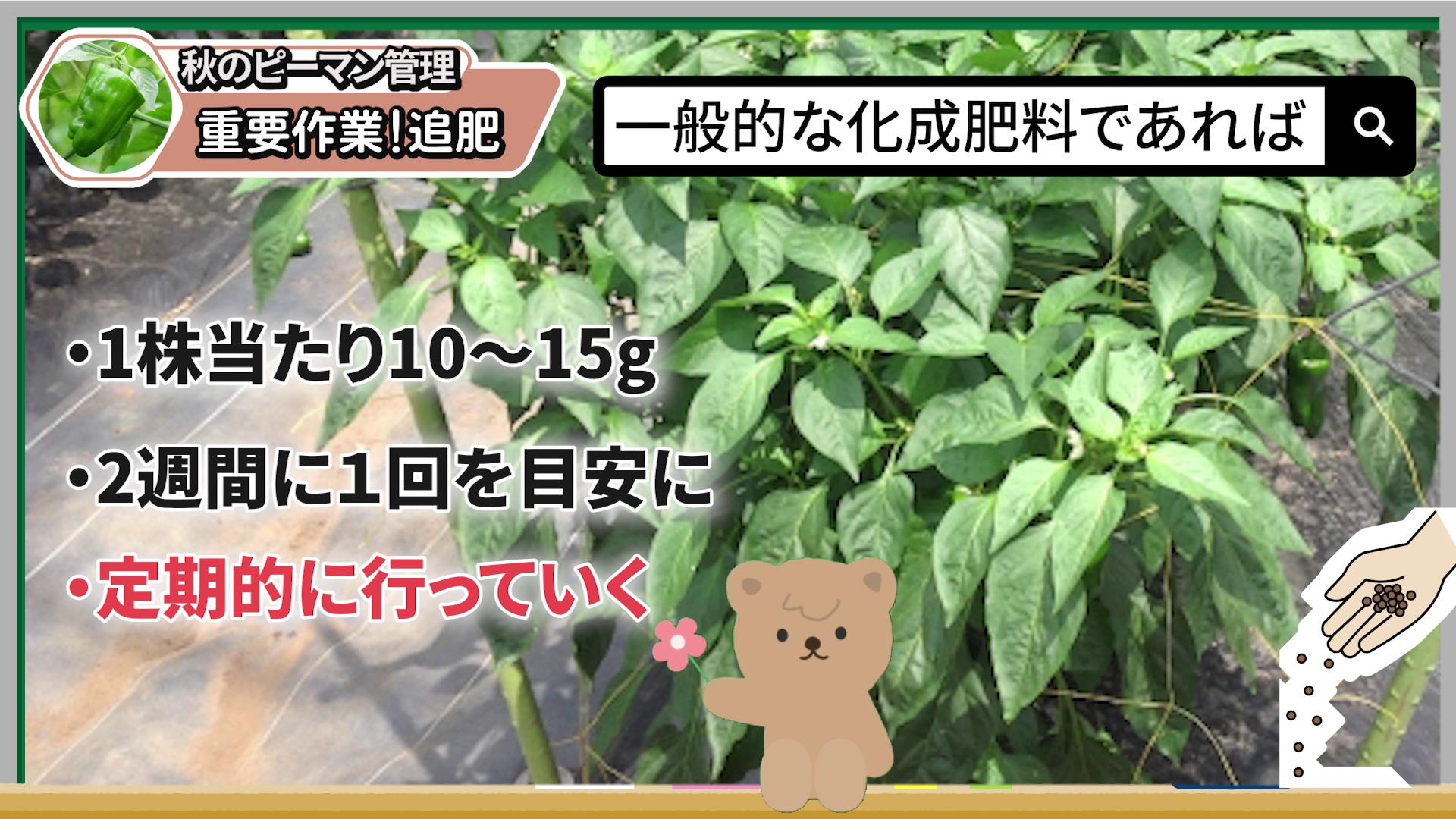 ピーマン1株あたり10から15gを2週間に1回追肥する目安