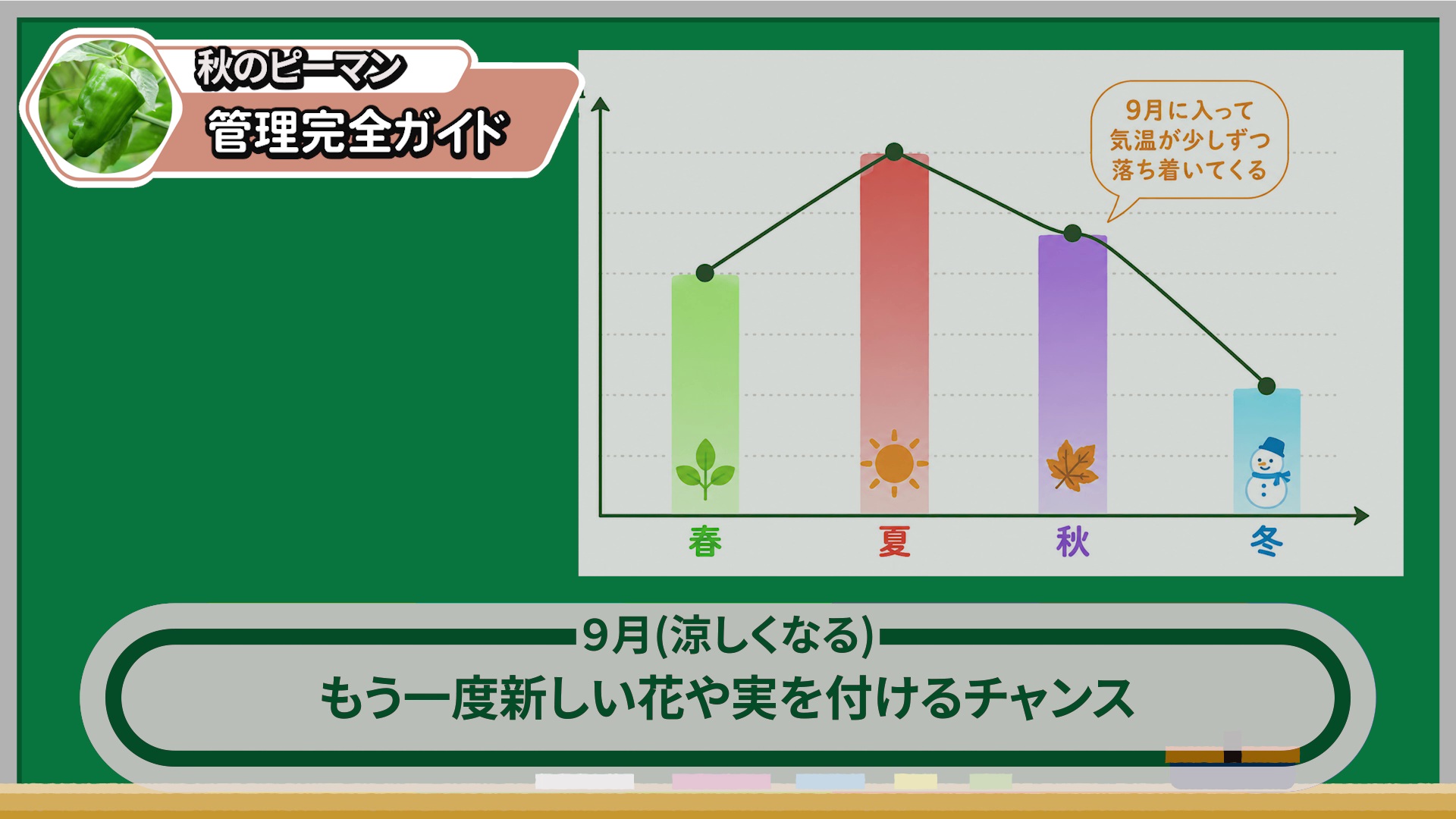 9月はピーマンが秋の実を付けるもう一度のチャンス